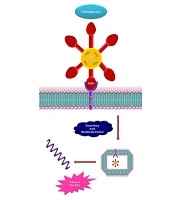Trends in Med Sci